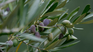 What Is Single Origin Olive Oil and Why Does It Matter?