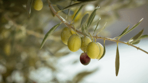 How to Spot a Truly Premium Olive Oil